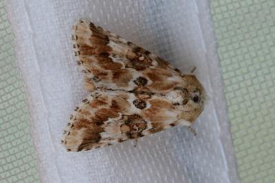 Eremobia ochroleuca