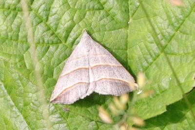 Colobochyla salicalis