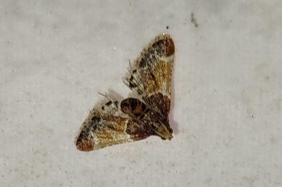 Pyralis farinalis