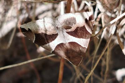 Dysgonia algira