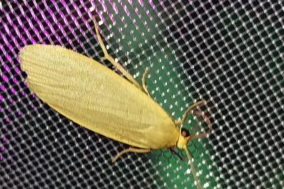 Collita griseola