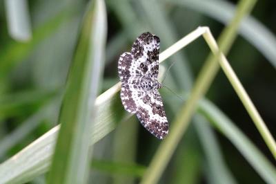 Epirrhoe tristata