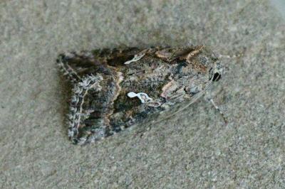 Trichoplusia ni