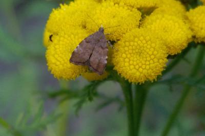 Choreutis pariana