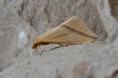 Rhodometra sacraria