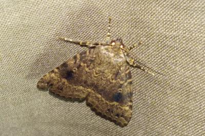 Amphipyra pyramidea