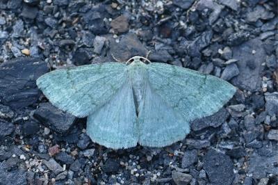Pseudoterpna pruinata