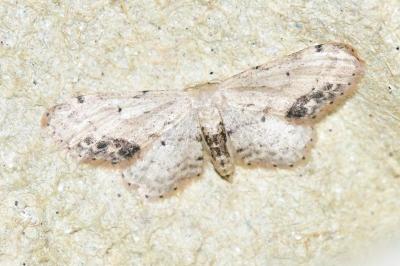 Idaea dimidiata