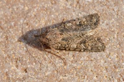 Anarta trifolii