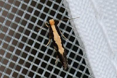Monopis obviella
