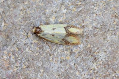 Agapeta zoegana