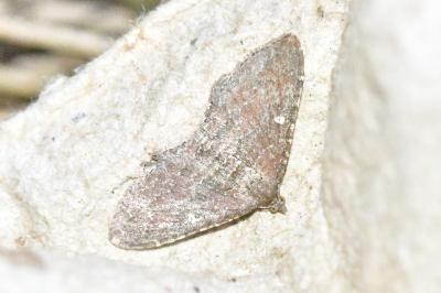 Nycterosea obstipata