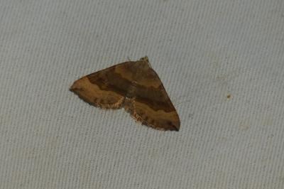 Scotopteryx chenopodiata
