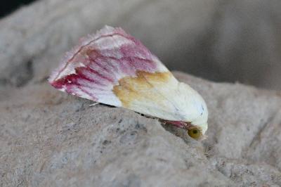 Eublemma purpurina