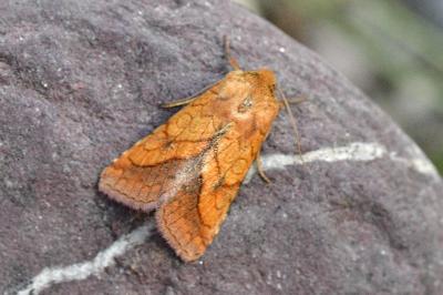 Pyrrhia umbra