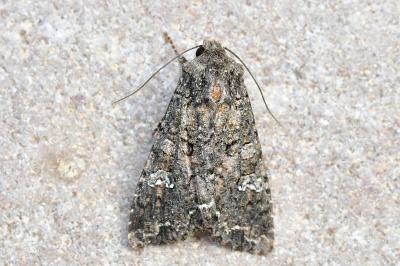 Mamestra brassicae