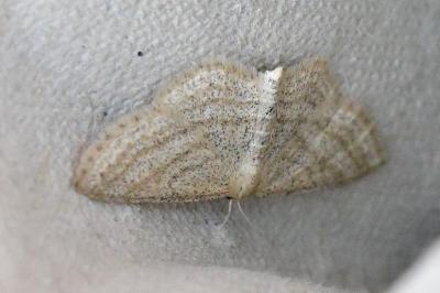 Scopula virgulata