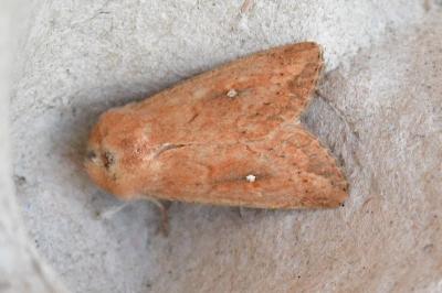 Mythimna albipuncta