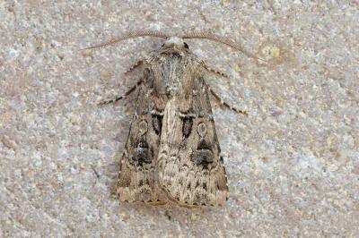 Agrotis bigramma
