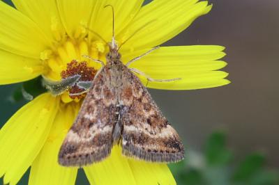 Pyrausta despicata despicata