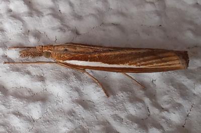 Agriphila tristella