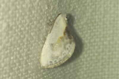 Cilix glaucata
