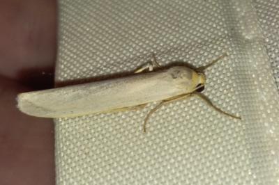 Eilema caniola