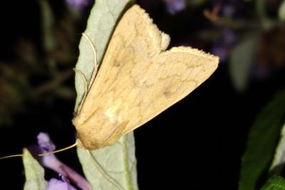 Mythimna vitellina