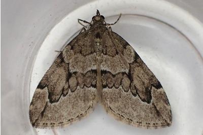 Thera juniperata