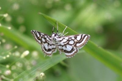 Nymphula nitidulata
