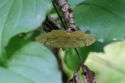 Camptogramma bilineata