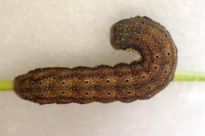 Lacanobia oleracea