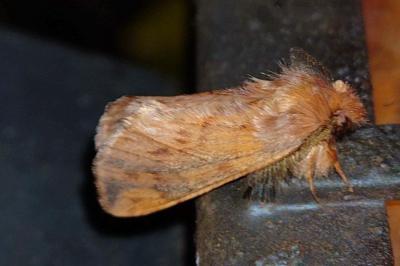 Ptilophora plumigera