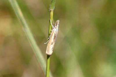 Agriphila inquinatella