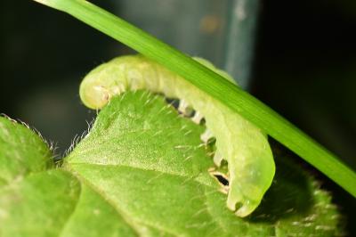 Phlogophora meticulosa