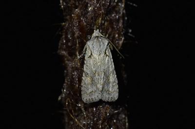 Lithophane ornitopus