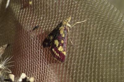Pyrausta purpuralis