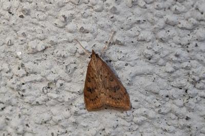 Udea ferrugalis