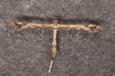 Amblyptilia acanthadactyla