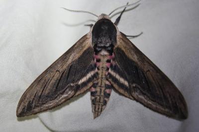 Sphinx ligustri