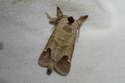 Clostera curtula