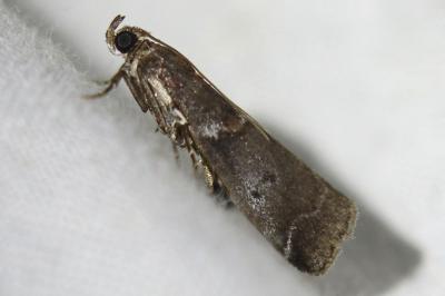 Acrobasis suavella