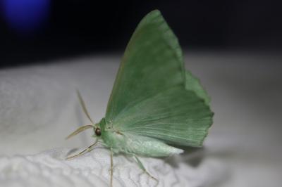 Geometra papilionaria