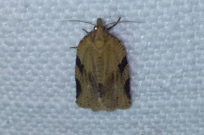 Clepsis spectrana