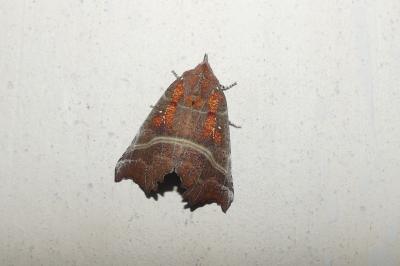 Scoliopteryx libatrix