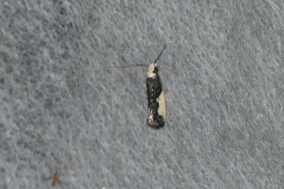 Monopis monachella