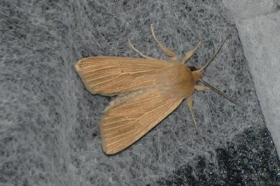 Mythimna pallens
