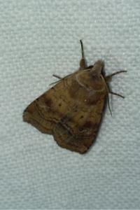 Diarsia rubi