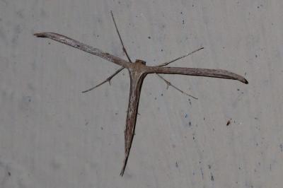Emmelina monodactyla