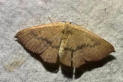 Cyclophora puppillaria